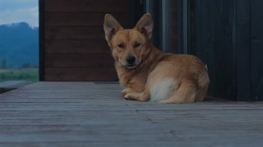 Ahşap terasta serinleyen sevimli kırmızı köpek. Komik köpek yavrusu uyanıp arka bahçedeki kameraya bakıyor. Evlatlık hayvanlar konsepti. Yüksek kalite 4k görüntü