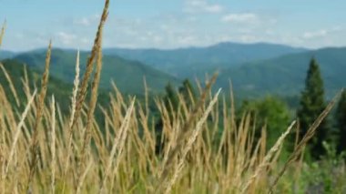Dağlarda rüzgarda sallanan çimenler sallanıyor. Karpat Dağlarının eteklerinde hafif esintiyle hareket eden uzun kuru otlar. Güzel doğa manzarası. Yüksek kalite 4k görüntü