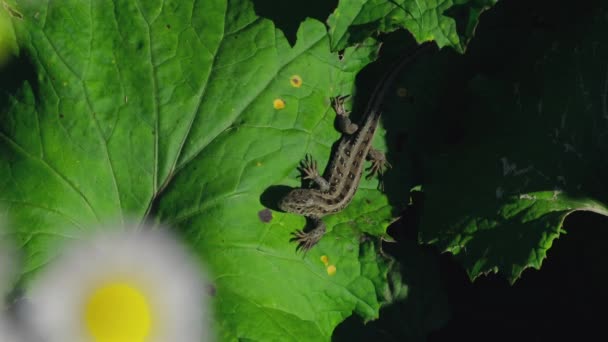 Yaprağın Üzerinde Küçük Bir Kertenkele Yeşil Çalılıklarda Saklanan Yabani Otlak — Stok video