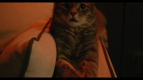 有趣的猫躺在沙发上看着摄像机 可爱的毛茸茸的爪子 好奇的家养宠物晚上在沙发上休息 家养动物 高质量的4K镜头 — 图库视频影像