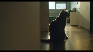 Gri kedi içeride yerde oturuyor. Şirin kısa saçlı evcil hayvan ailesi üyesi. Yüksek kalite 4k görüntü