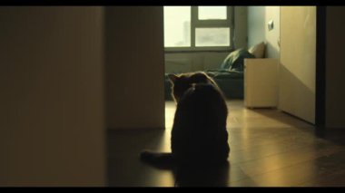Şirin kedi diliyle kendini yalıyor. Gri evcil kedi kendini yatak odasının yanında yerde yıkar. Hayvan hijyeni, yavaş çekim. Yüksek kalite 4k görüntü