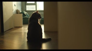 Komik kedi diliyle kendini yalıyor. Gri evcil kedi kendini yatak odasının yanında yerde yıkar. Hayvan hijyeni, yavaş çekim. Yüksek kalite 4k görüntü