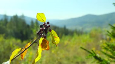 Kara dut dalları çalılıklarda yetişiyor ve arka planda dağ var. Dağlarda güneşli bir sonbahar günü, güzel doğa manzarası. Ağır çekim. Yüksek kalite 4k görüntü