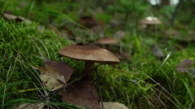 Ormandaki çimlerin arasına saklanmış kahverengi mantar. Yapraklarla kaplı mantarları topluyorum. Zehirli ya da yenilebilir mantarları tahtadan toplamak, sakin doğa manzarası, yakın görüş. Yüksek kalite 4k görüntü