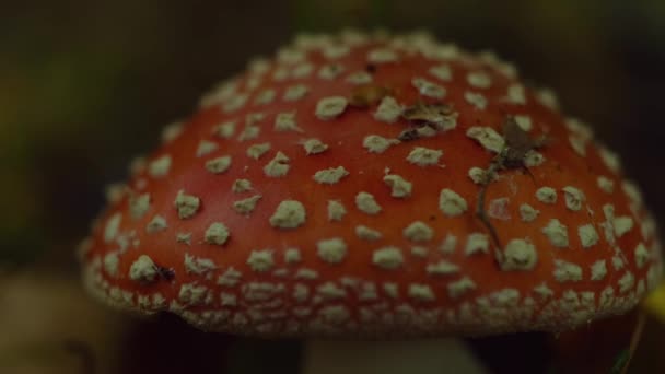 Giftiger Amanita Pilz Wald Schöne Fliegenpilz Nahaufnahme Gefährlicher Roter Pilz — Stockvideo