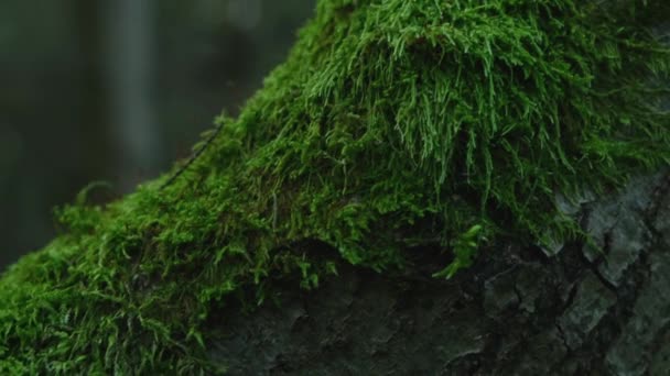 Πράσινα Βρύα Που Φυτρώνουν Δέντρα Στο Δάσος Φυσικό Ξύλο Σκηνή — Αρχείο Βίντεο