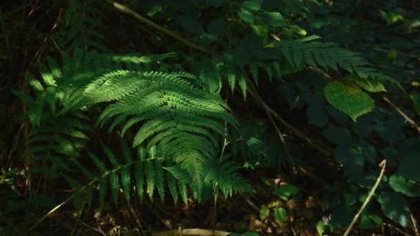 Feuilles Fougère Verte Poussant Forêt Arbustes Fougères Ensoleillées Dans Les — Video
