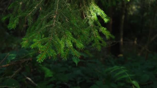 Branche Sapin Vert Dans Forêt Branche Pin Épinette Evergreen Avec — Video