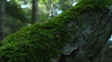 Ormandaki ağaçta yetişen güzel yeşil yosun. Doğal ekoloji çevresi. Makro görüntüyü kapat. Yüksek kalite 4k görüntü
