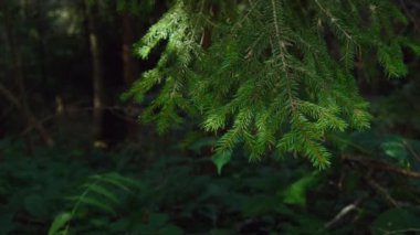 Ormandaki yeşil köknar dalı. Vahşi ormanlarda güneş ışığı alan Evergreen Spruce şubesi, güzel doğa manzarası. Ağır çekimde yaklaşın. Yüksek kalite 4k görüntü