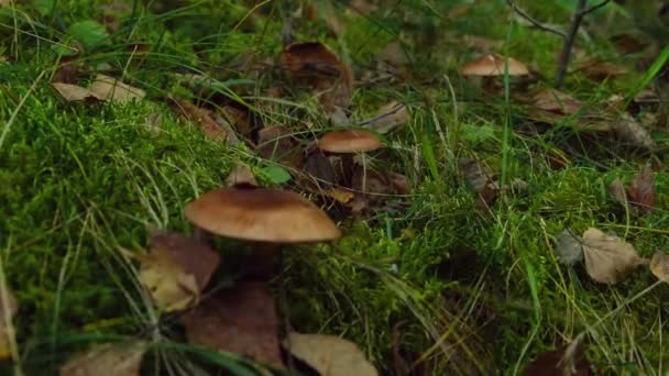 长满叶子的褐色蘑菇 采收藏在森林中草丛中的蘑菇 近距离观察 在木头中采摘有毒或可食用的真菌 高质量的4K镜头 — 图库视频影像