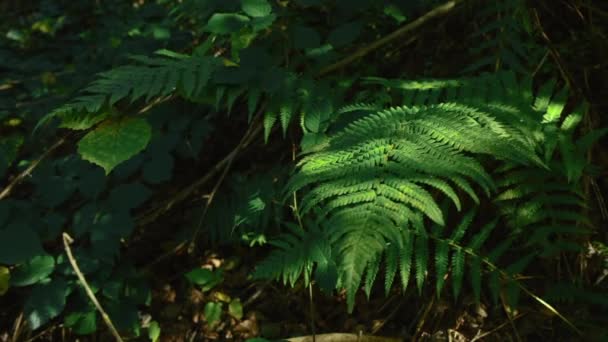Green Fern Leaves Growing Forest Bushes Fern Sunlight Wild Woods — Stock Video