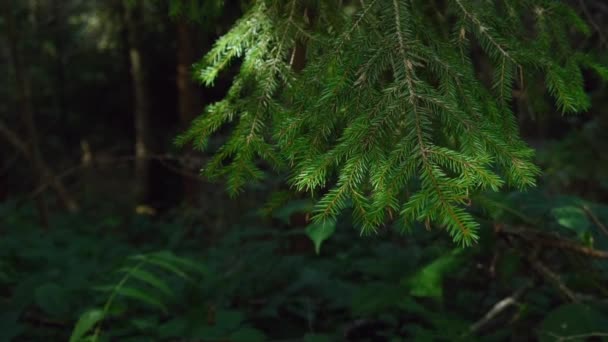 Branche Sapin Vert Dans Forêt Branche Épinette Feuilles Persistantes Avec — Video