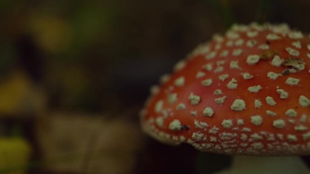 天野蘑菇在森林的特写 有毒的苍蝇 不可知论的蘑菇美丽而危险的红色蘑菇 顶部有白色斑点 运动缓慢的宏观景观 高质量的4K镜头 — 图库视频影像