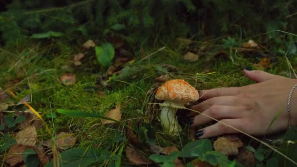 Mão Escolhe Cogumelo Escondido Grama Coleta Cogumelos Floresta Bela Natureza — Vídeo de Stock