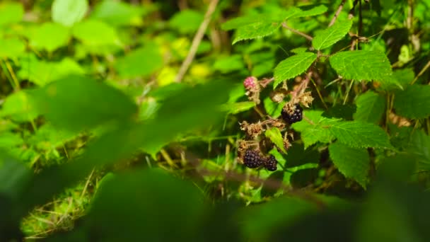 숲에서 무성한 수풀에서 자라는 딸기를 뿌리십시오 자연의 개념을 숲에서 신선한 — 비디오