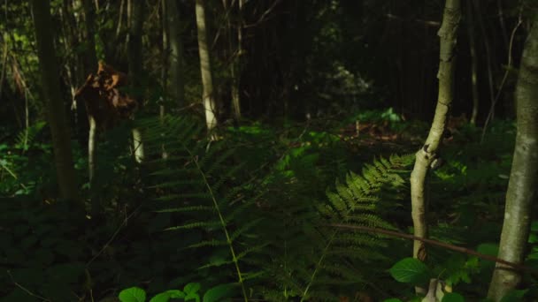 Green Fern Forest Bushes Fern Sunlight Wild Woods Slow Motion — Stock Video