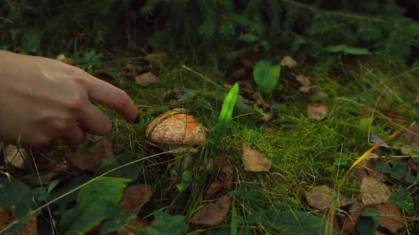 Kézzel Szedi Gombát Erdőben Gombagyűjtés Gyönyörű Vad Természet Közelről Lágy — Stock videók