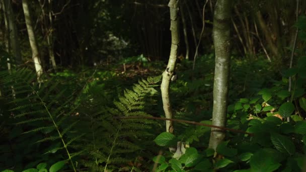 Green Fern Forest Bushes Fern Plant Sunlight Wild Woods Beautiful — Stock Video