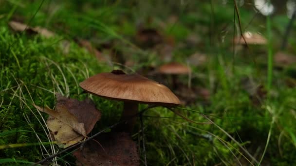 Champignon Brun Caché Dans Herbe Dans Forêt Récolte Champignons Recouverts — Video