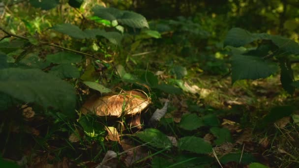 Dziki Brązowy Grzyb Lesie Wiejskie Lasy Widokowe Boletus Porcini Grzyby — Wideo stockowe