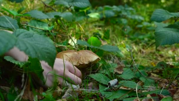 Cueille Main Des Champignons Cachés Dans Herbe Dans Forêt Champignons — Video