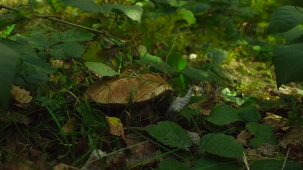 Wild Brown Mushroom Forest Boletus Porcini Edible Mushrooms Covered Leaves — Stock Video