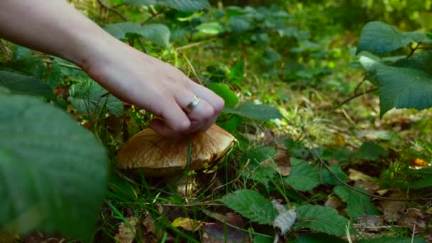 Χέρι Διαλέγει Μανιτάρι Κρυμμένο Στο Γρασίδι Στο Δάσος Βρώσιμα Μανιτάρια — Αρχείο Βίντεο