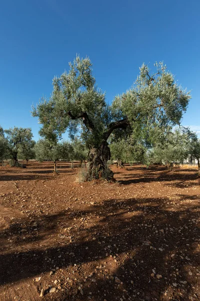 Gamla Olivträd Apulien Södra Italien — Stockfoto