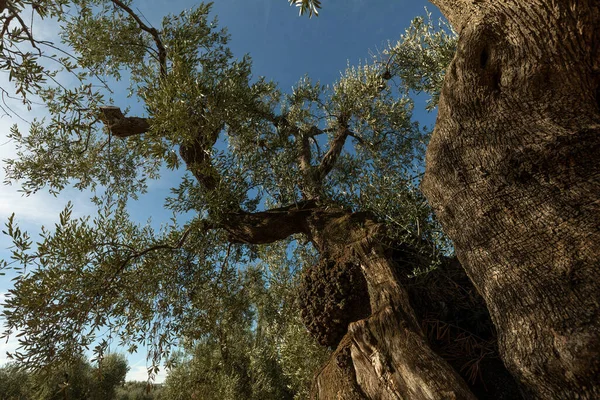 意大利南部Apulia的老橄榄树 — 图库照片