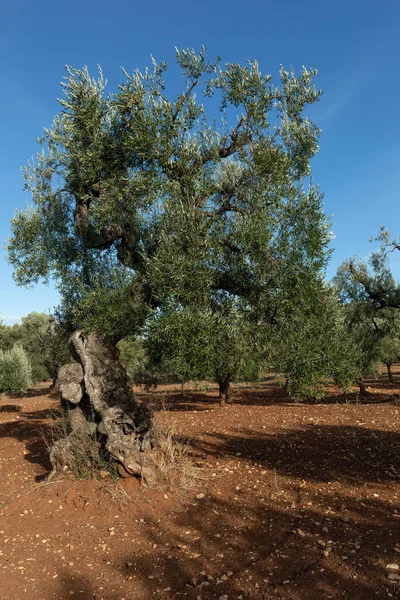 Gamla Olivträd Apulien Södra Italien — Stockfoto