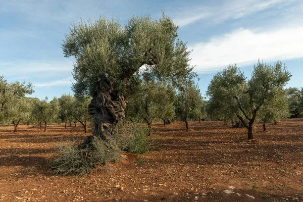 Old Olive Tree Apulia Southern Italy — Stock Photo, Image