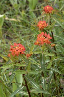 Açan Euphorbia Griffithii Fireglow bitkisi