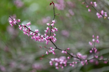 İlkbaharda açan Cercis kanadensis ağacı
