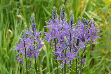 Bahçedeki Camassia leichtlinii Caerulea çiçeği