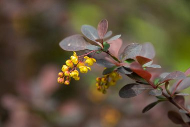 Açan Berberis thunbergii Atropurpurea bitkisi