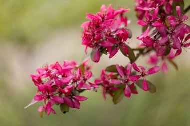 Çiçekli Malus Profüzyon Ağacı