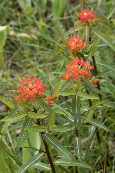 Blühende Euphorbia Griffithii Fireglow Pflanze — Stockfoto