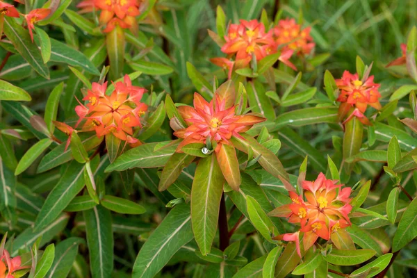 Floreciente Planta Euphorbia Griffithii Fireglow — Foto de Stock