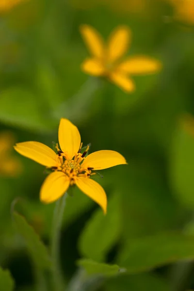 Fleurs Jaunes Chrysogonum Virginianum Extérieur — Photo