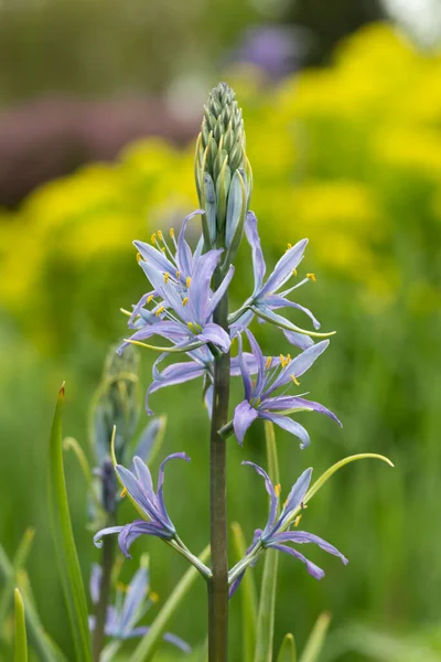 Camassia Leichtlinii Caerulea Blume Einem Garten — Stockfoto