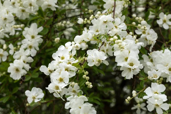 Kvetoucí Exochorda Rostlina Zahradě — Stock fotografie