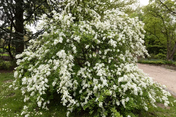 Floraison Exochorda Plante Dans Jardin — Photo