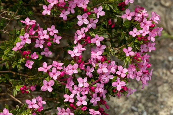 ピンクの開花 ダフネコラム植物 — ストック写真