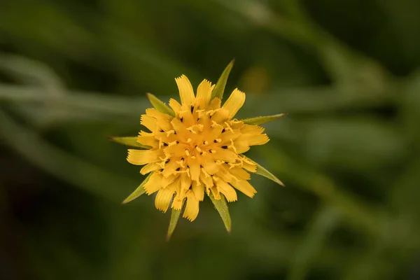 Tragopogon Dubius Yellow Salsify Common Salsify — Stock Photo, Image