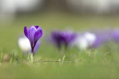 Çayır üzerinde çiçek açan timsahlar