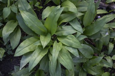 Bir ormanda fidye tarlası (yabani sarımsak)