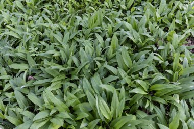 Bir ormanda fidye tarlası (yabani sarımsak)