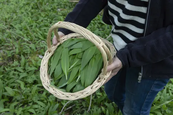 Ormanda fidye toplamak (yabani sarımsak)